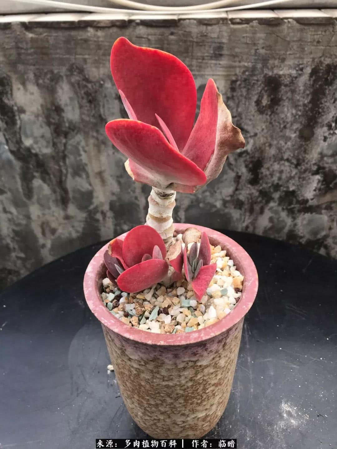 多肉带给我的感情,多肉给人们带什么作用