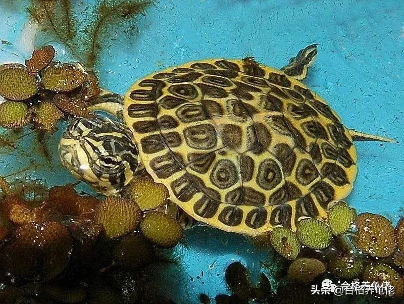 寸金龟粮怎么辨真伪,寸金和海豚龟粮哪个好