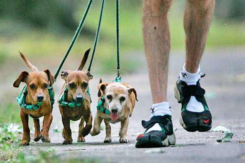 狗狗第一次来月经怎么办,狗狗初次来月经要怎么护理