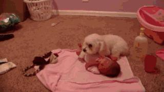 狗狗被孕妈肚子里的宝宝踢了一脚,狗狗怀孕宝宝踢肚子会生吗