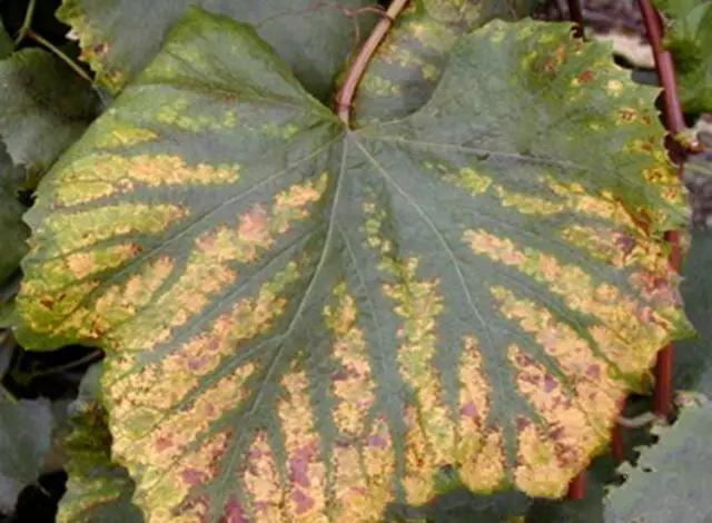 葡萄生理性枯叶怎么处理,葡萄落叶病害治疗