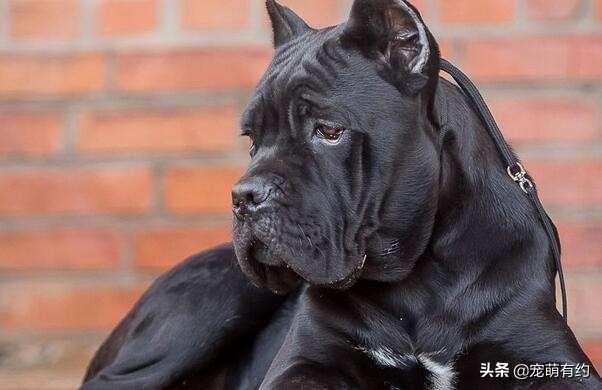 卡斯罗罗威纳霸气视频,卡斯罗跟罗威纳哪个性格比较稳重