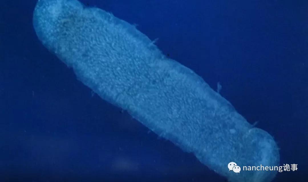 深海迷航第49天神秘生物,深海海底神秘的10种生物