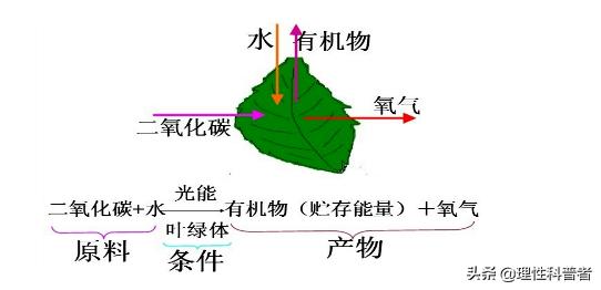 光合作用将光能转化成什么能,光合作用如何将光能转化为化学能