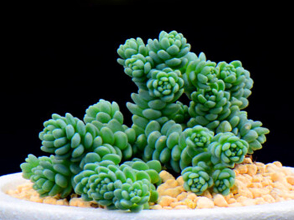 多肉怎么养着就变绿色了,多肉为何从红变绿了