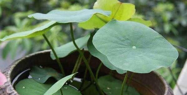 碗莲怎么养才能迅速开花,碗莲如何养殖能多开花