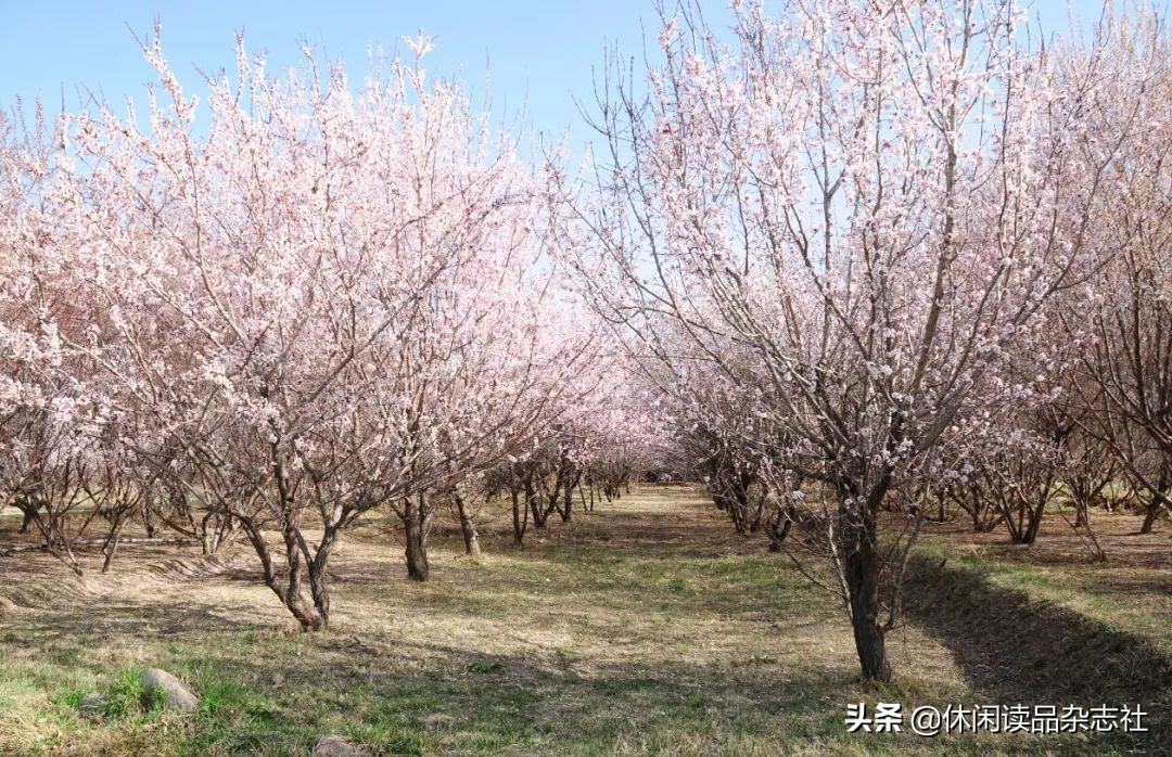 品酒笔记葡萄美酒仍无色,品酒笔记14款常见的优质口粮酒