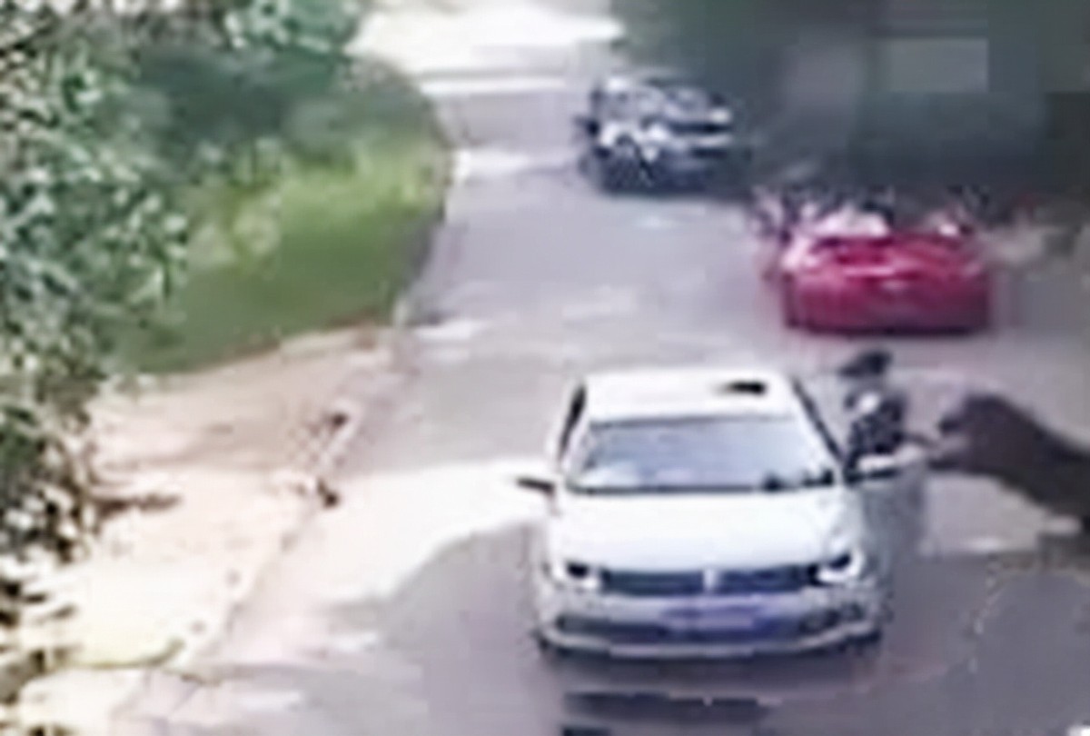 老虎咬死人事件真相,八达岭老虎咬游客事件