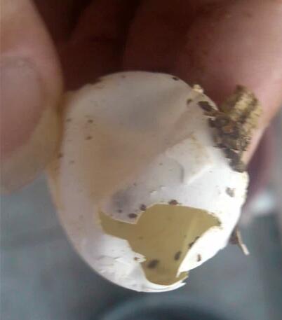 乌龟是怎么繁殖和养育后代的,刚破壳的小乌龟怎样分雌雄