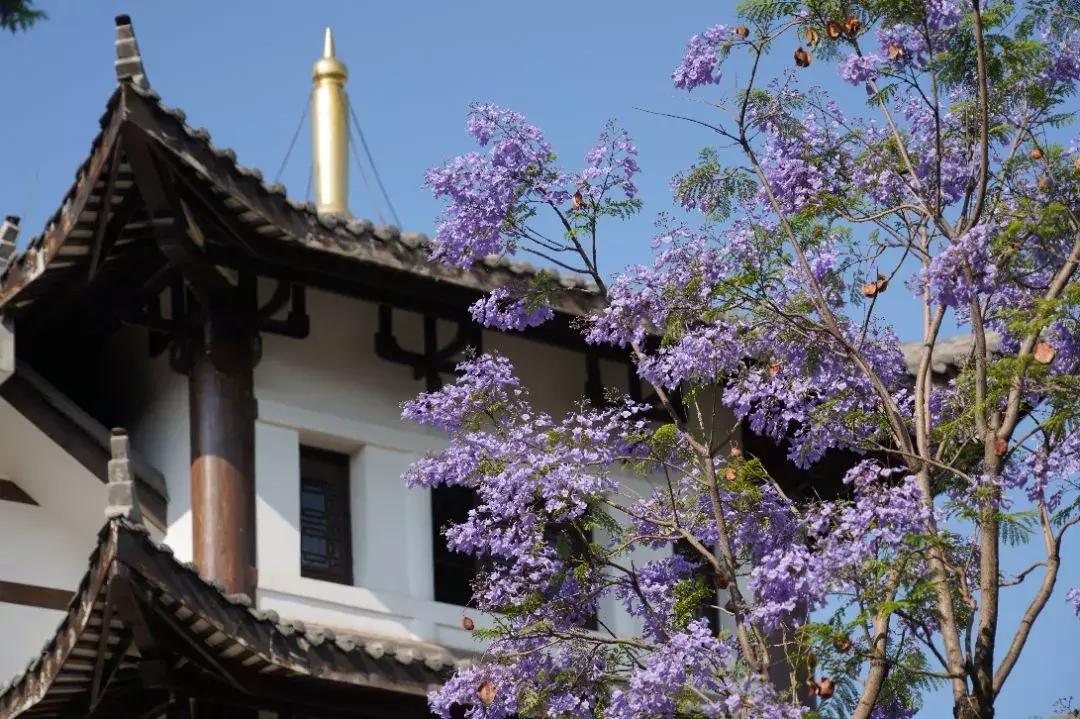 凉山最漂亮的花海,西昌赏花攻略