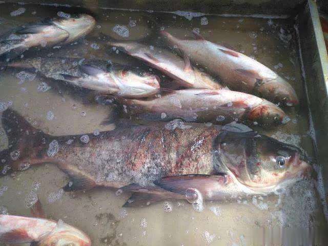 鱼怎么会吃出柴油味,自己家做熟的鱼有鱼腥味怎么办