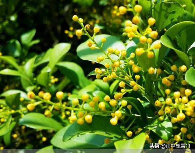 米兰花的养殖方法及管理技巧,米兰花养殖方法和注意事项