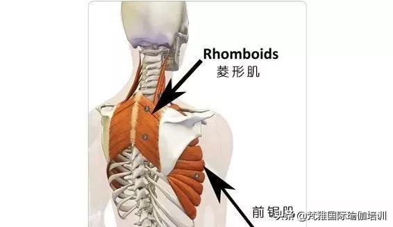练瑜伽为什么胸越练越小,练瑜伽反而胖了怎么回事