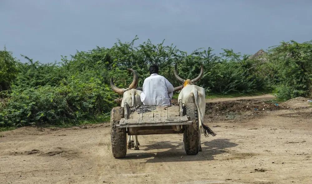 牛年的牛用英语怎么说,牛年的英语怎么说