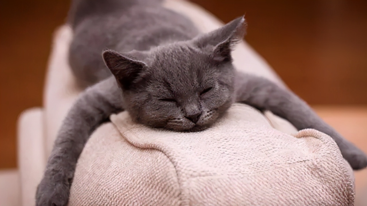 猫咪不在猫砂盆上大便怎么办,猫咪不在猫砂盆里大便怎么纠正