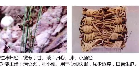 常用中草药名称大全图片及药效,常用中草药药效大全