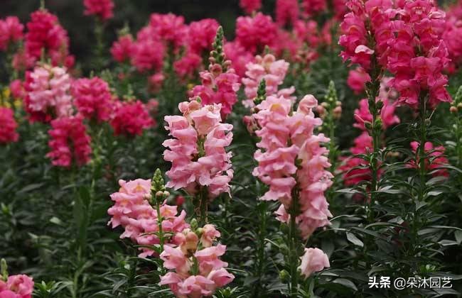 啥是草本,什么叫草本和木本