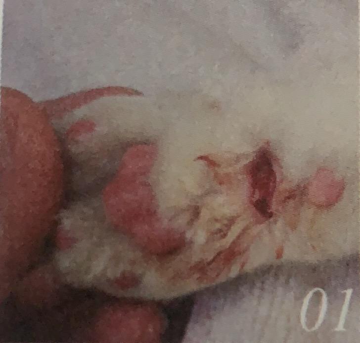 猫咪意外急救法,猫咪尾巴受伤怎么处理伤口