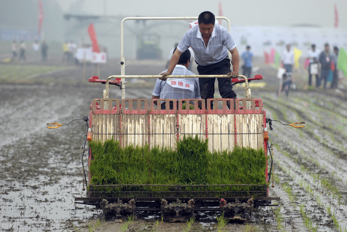 农村插秧干农活真实生活,农村插秧的真实生活