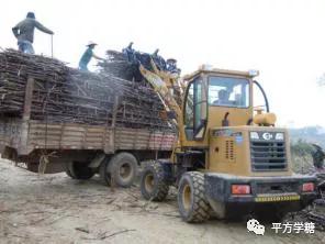 怎么从甘蔗变到红糖再变成白砂糖,甘蔗制出来的糖要如何变成白砂糖