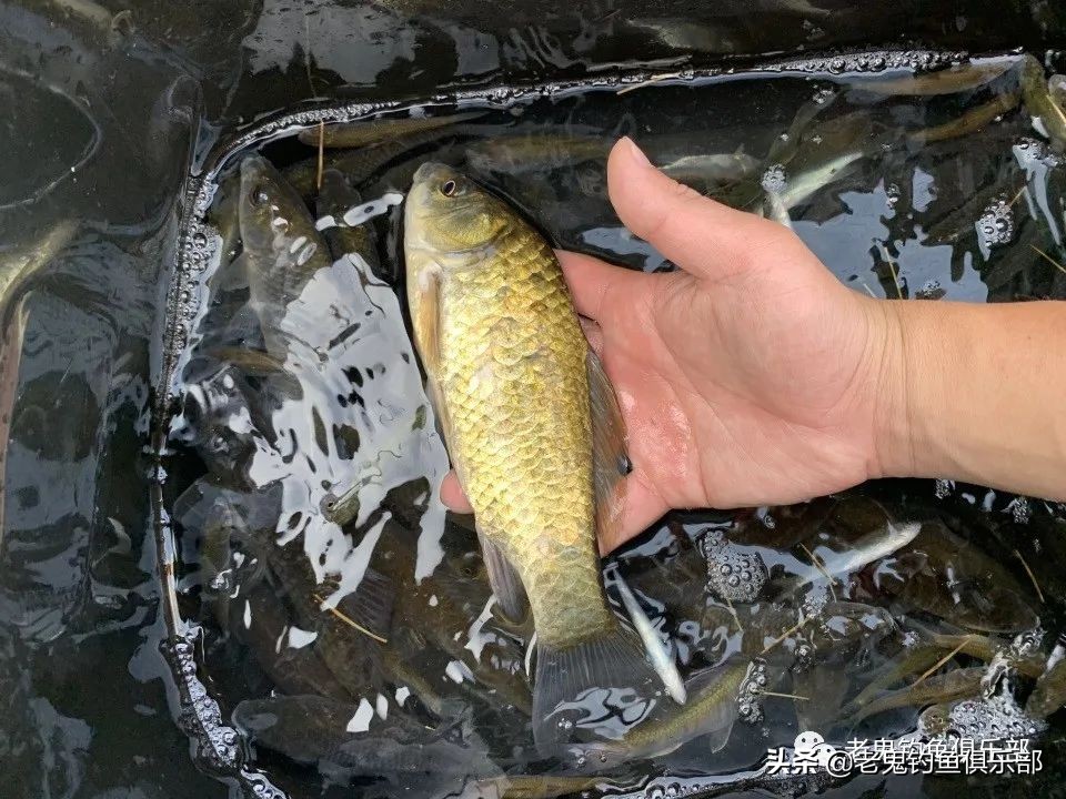 科学钓鱼评测老鬼速胜者鱼竿,老鬼速胜者水库