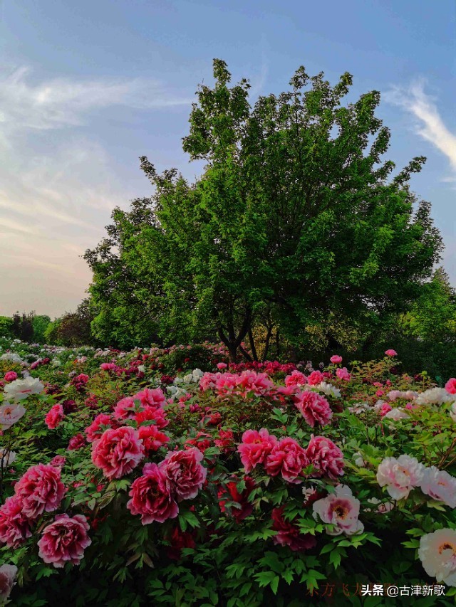 最美牡丹诗词20首,研究牡丹花