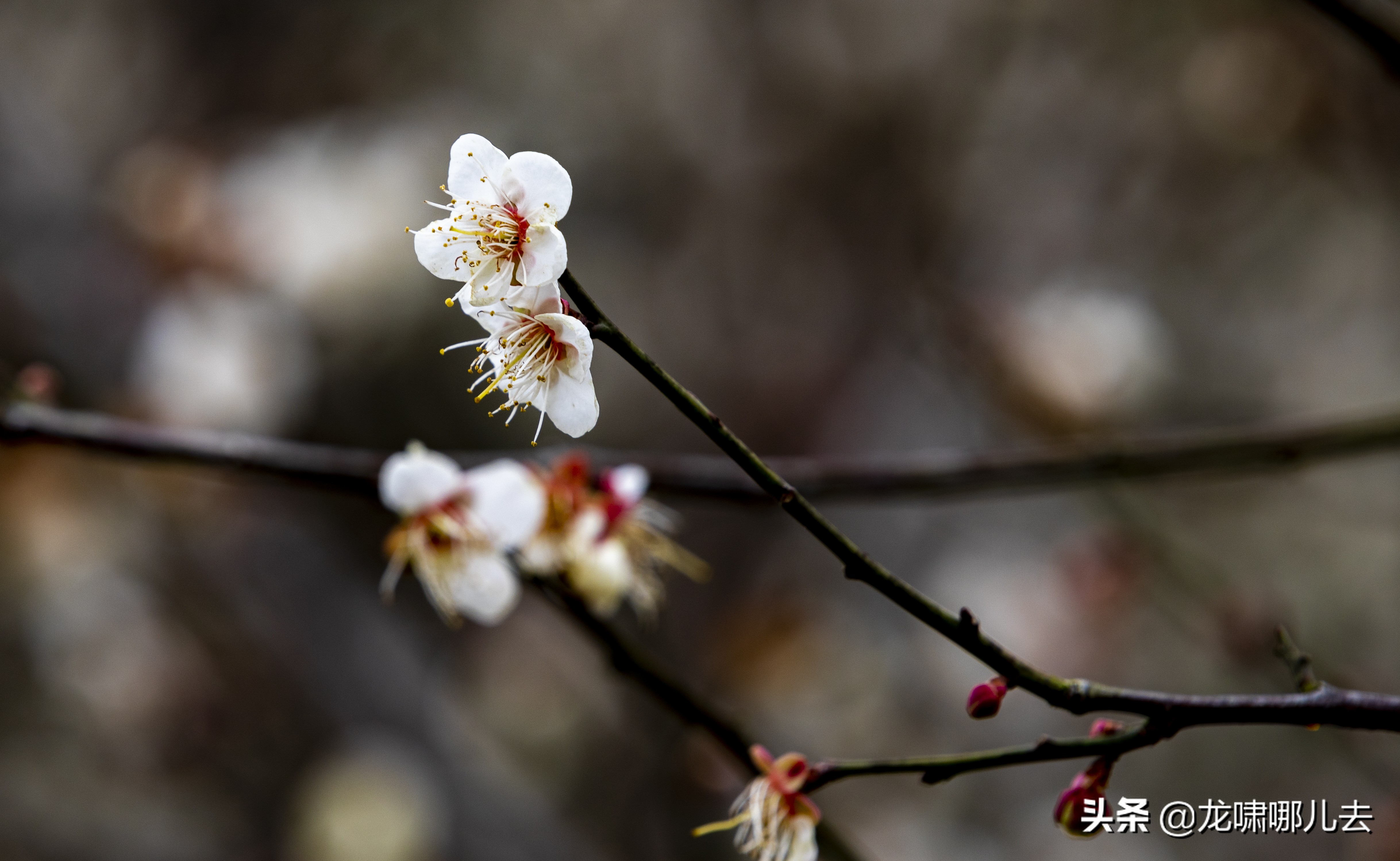 梁化梅园梅花观赏最佳时间,惠州梁化梅园看梅花时间