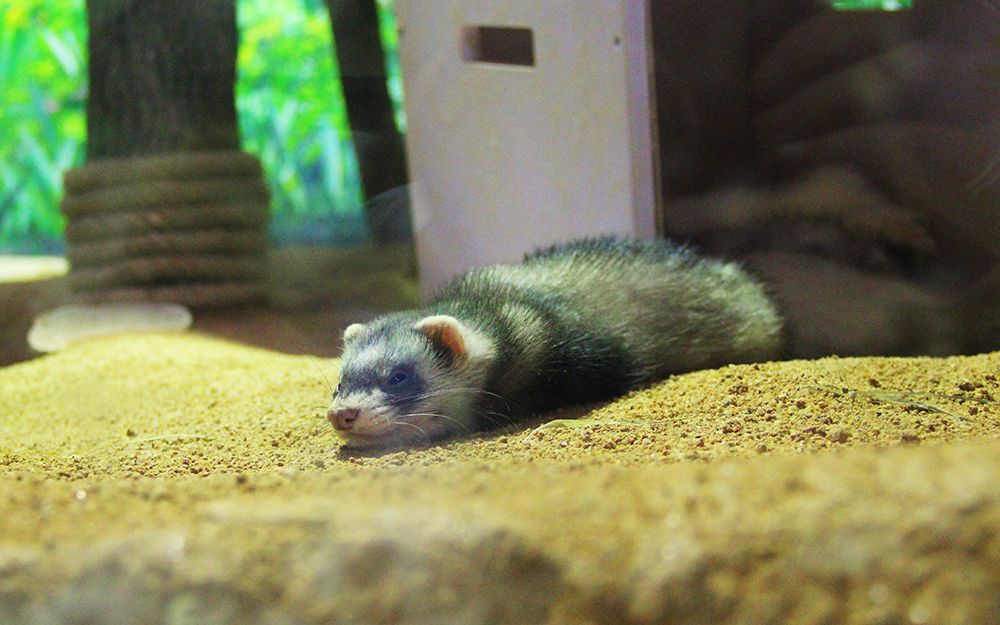 安格鲁貂和玛雪儿貂哪个性格好,可爱安格鲁貂