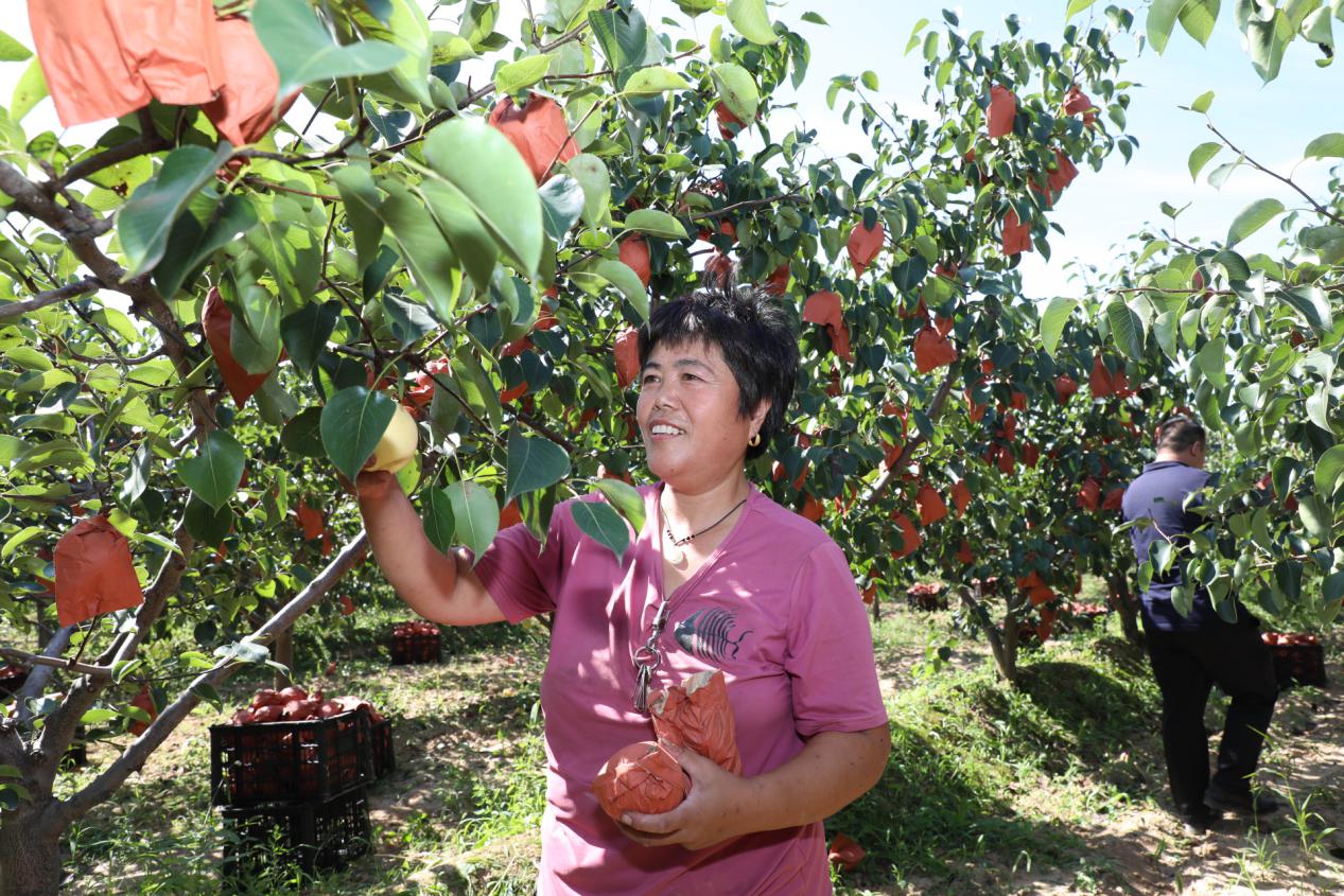 种植致富树,种植农民致富新路