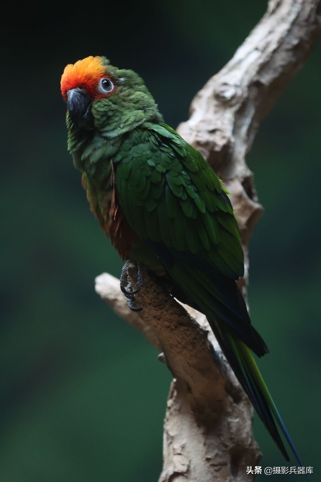 佳能eosr跟rp哪个好,佳能eosrp深度测评