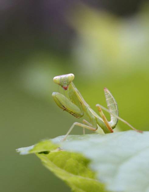 螳螂有啥特性,三分钟了解螳螂的全部知识