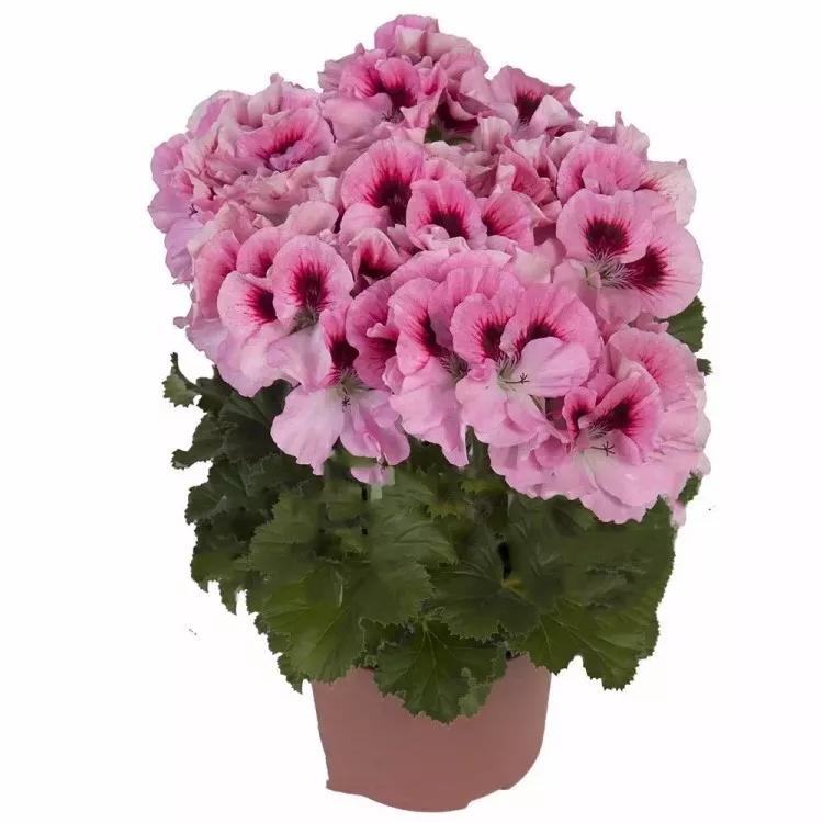 10种天竺葵,天竺葵100种图片大全