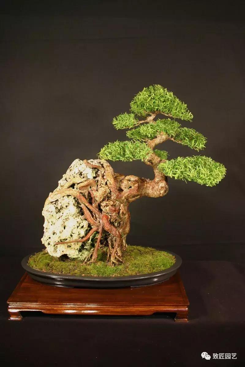 提根盆景造型大全大图,漂亮的提根盆景图片