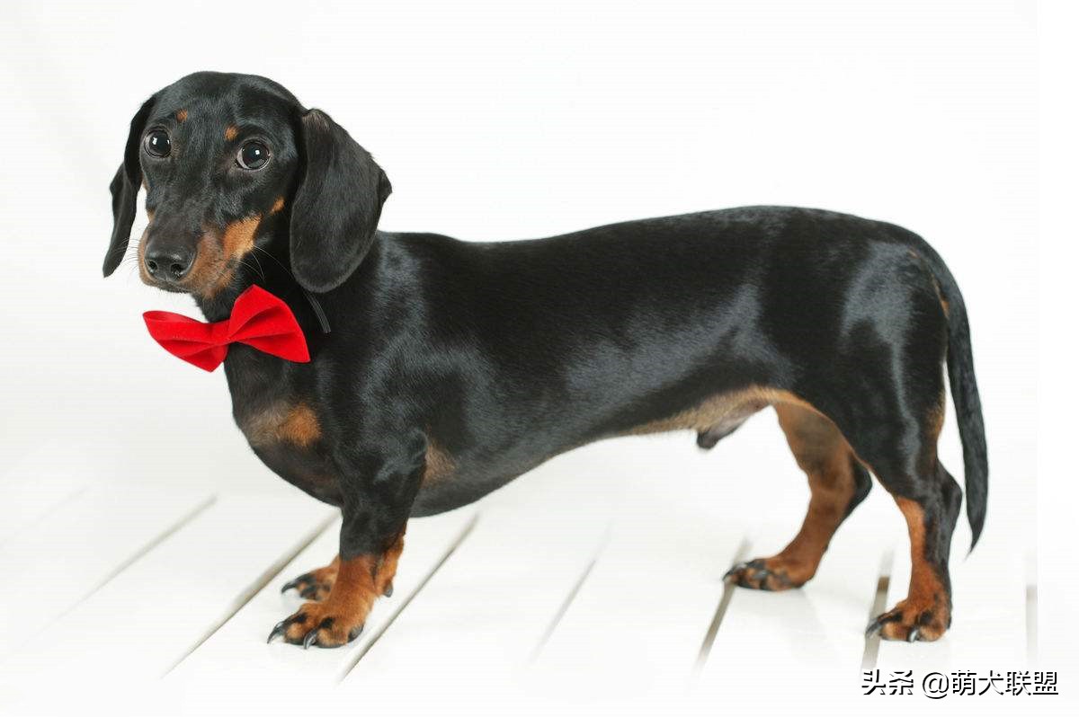 狗界最凶猛的犬,十大聪明名犬腊肠犬