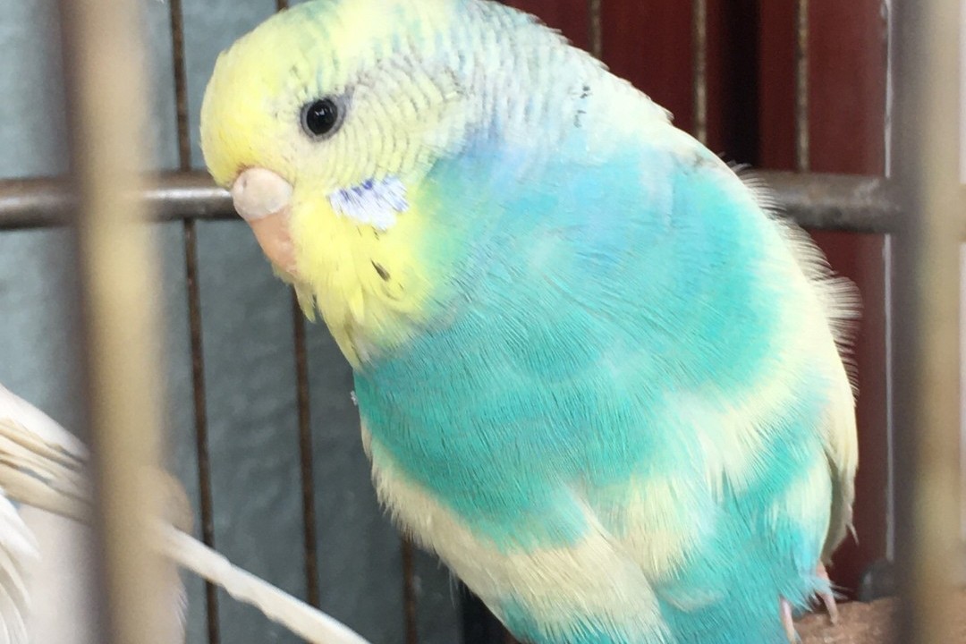 虎皮鹦鹉一共几种颜色,虎皮鹦鹉哪个品种最聪明