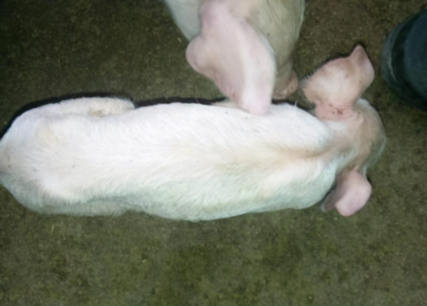 僵猪怎么治疗和管理,僵猪病猪处理方法