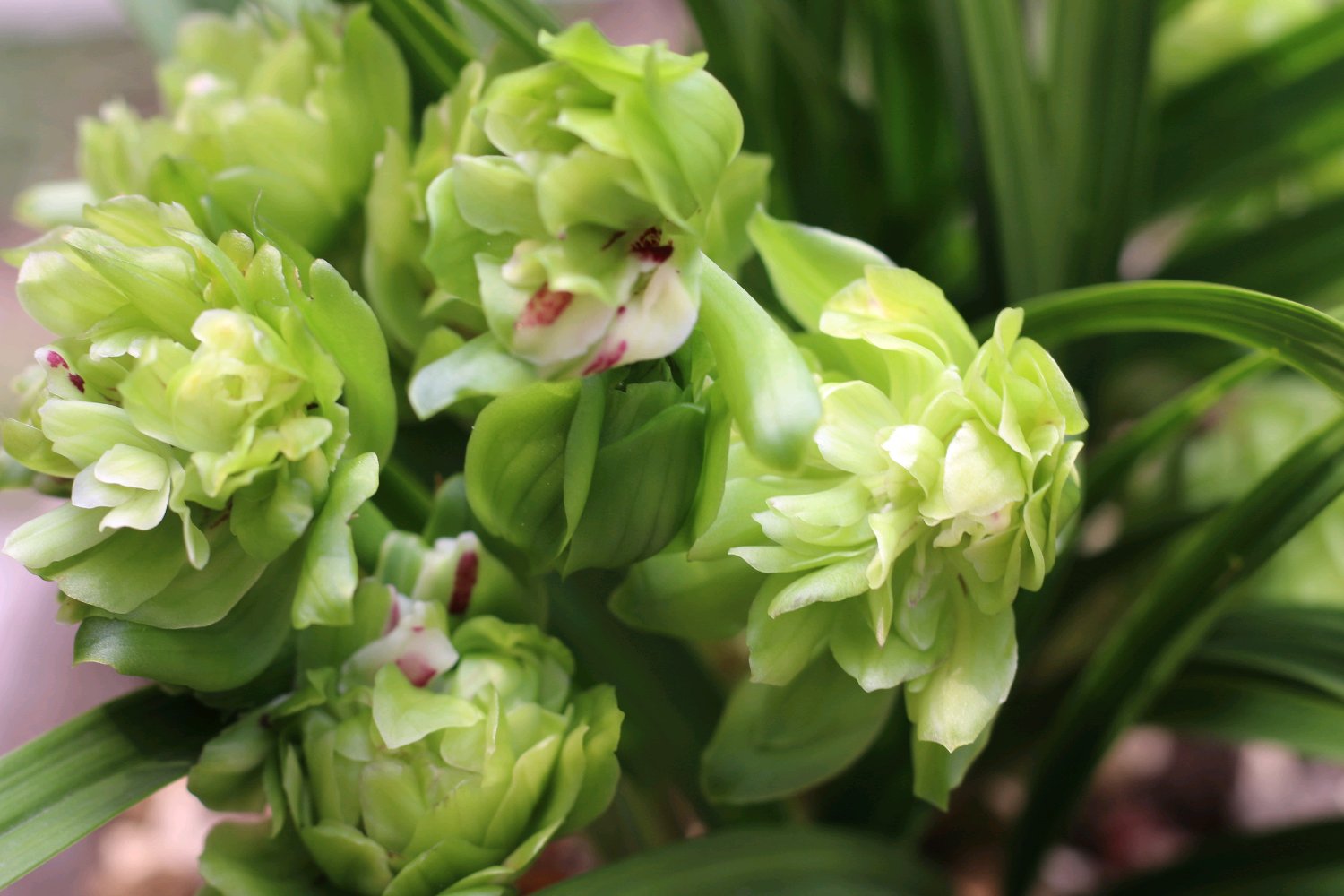 矮种兰花易养花香开花好看的品种,给新手推荐几款养不死的兰花品种