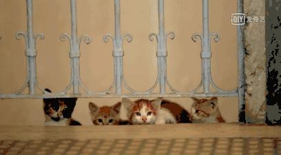 土耳其是爱猫之国吗,土耳其爱猫之城是哪里