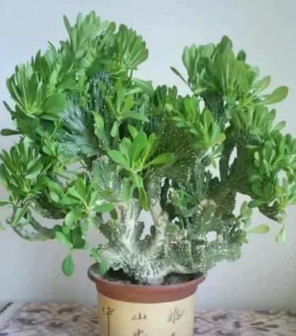 家里摆放的麒麟破裂了该怎样处理,麒麟烂根怎么让它起死回生