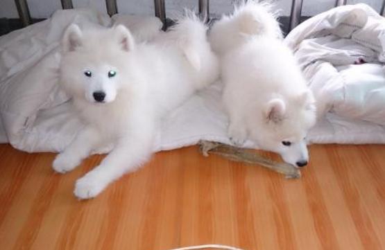 萨摩耶患犬瘟,萨摩耶流鼻涕是为什么