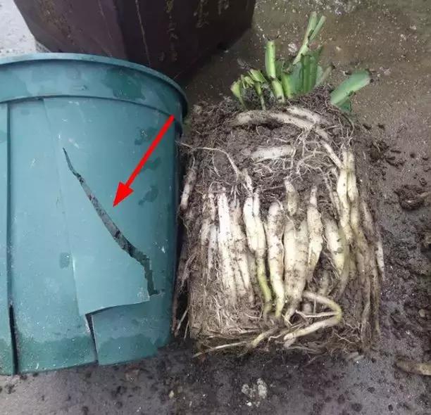 吊兰怎么养护会出枝条,吊兰长出很长的枝来怎么养护