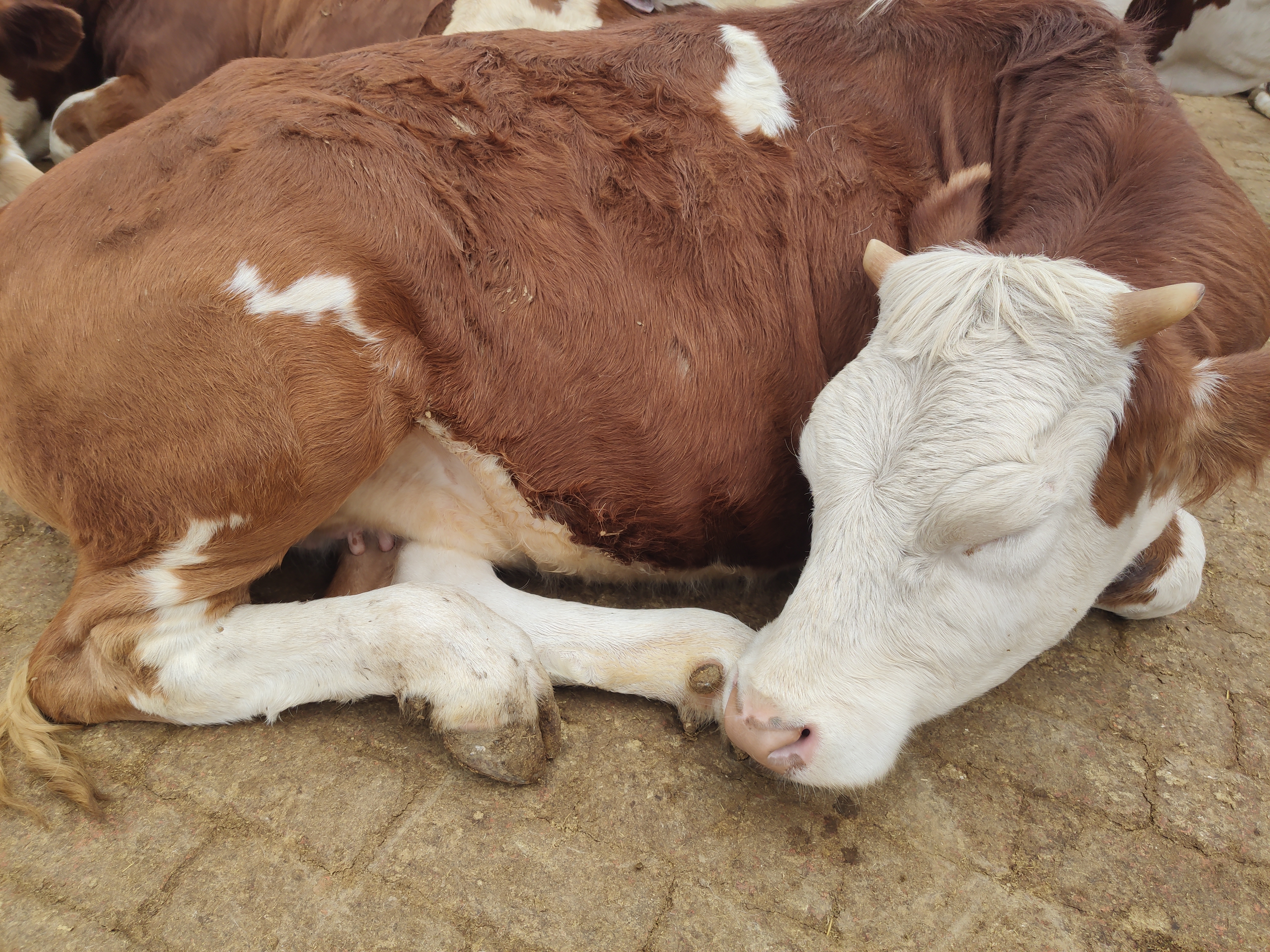 夏天牛热应激视频,牛热应激综合征怎么处理