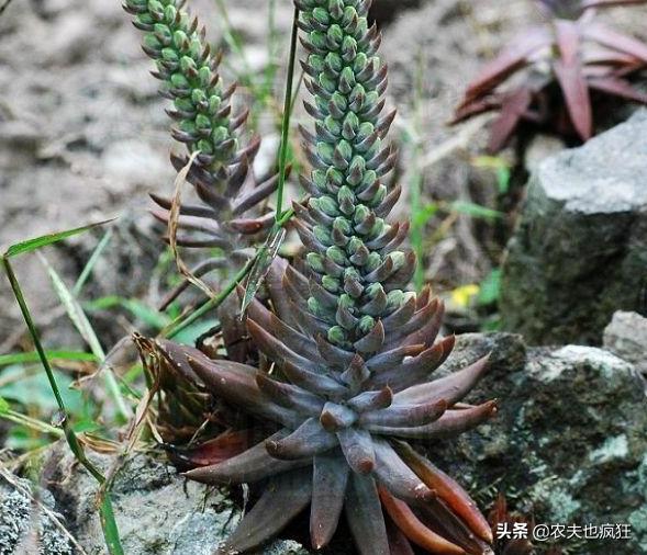 长在农村砖房上的植物,长在农村房顶瓦片上的植物