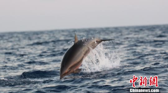鲸类抹香鲸,搁浅抹香鲸成功放归深海首次成功