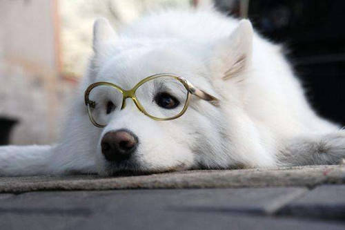 萨摩耶有严重泪痕能治好吗,萨摩耶有泪痕怎么解决