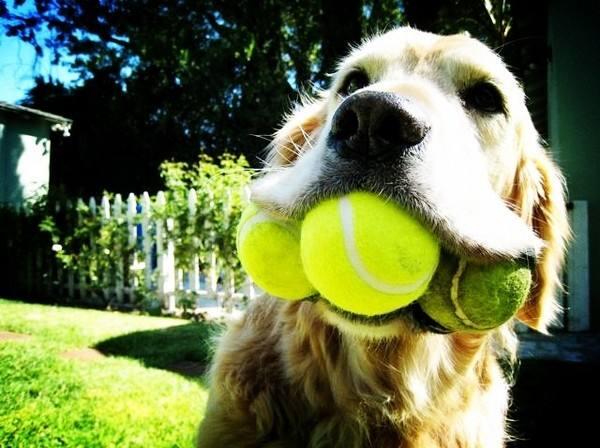 辨别“病狗”的方法在这里,有些“便宜”真的不要占