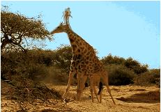 长颈鹿动物冷知识,长颈鹿有趣冷知识