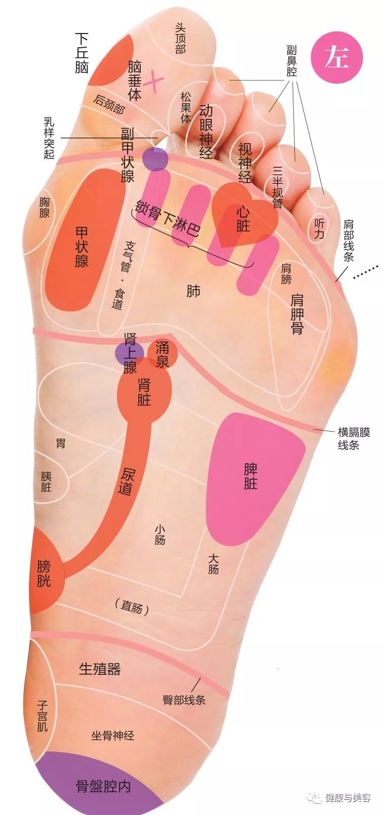 孙俪袜子同款,孙俪代言的袜子