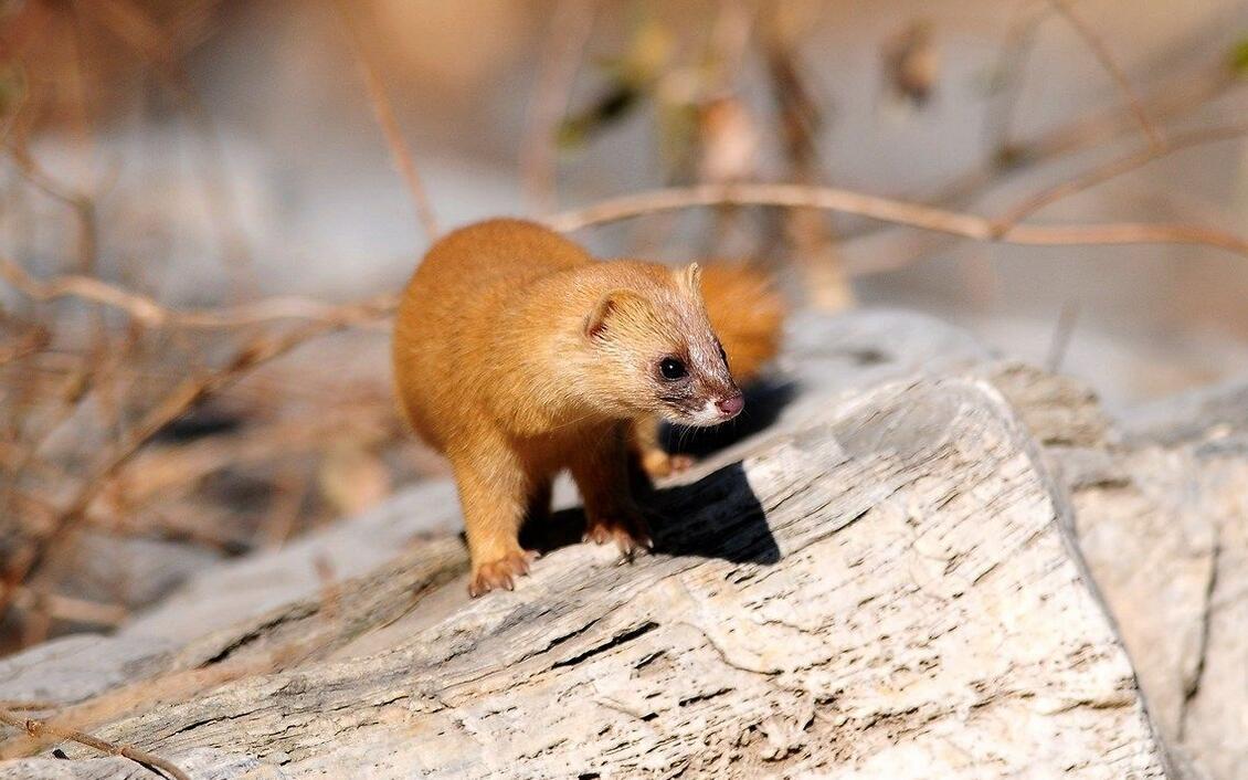 黄鼠狼的天敌有哪些,黄鼠狼在农村的天敌