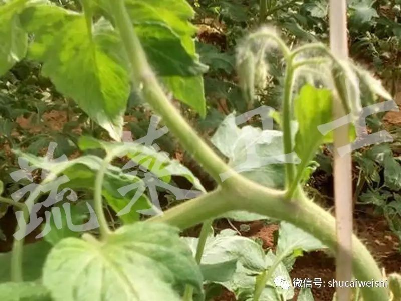 番茄为什么会无头,番茄无头什么原因